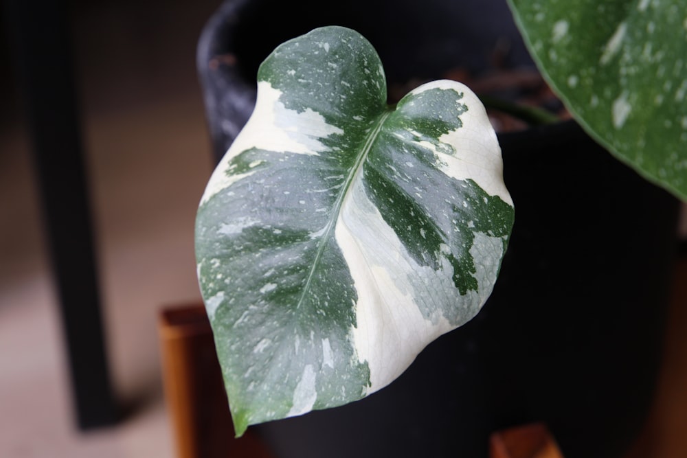 a close up of a leaf