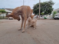 A mother dog is standing on a concrete surface while two puppies are nursing. The scene takes place outdoors with a backdrop of a street lined with trees, parked cars, and buildings. The sky appears overcast.