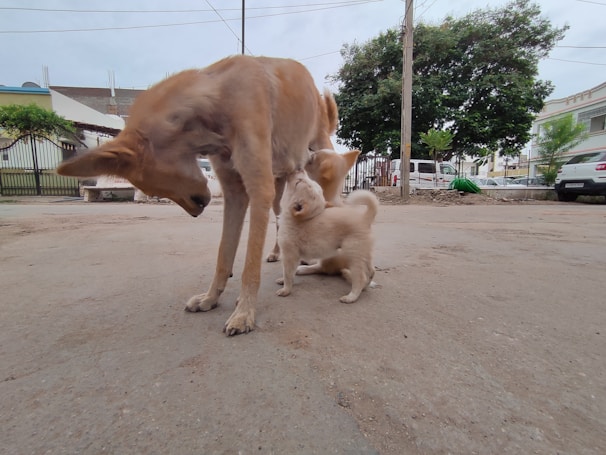 A mother dog is standing on a concrete surface while two puppies are nursing. The scene takes place outdoors with a backdrop of a street lined with trees, parked cars, and buildings. The sky appears overcast.