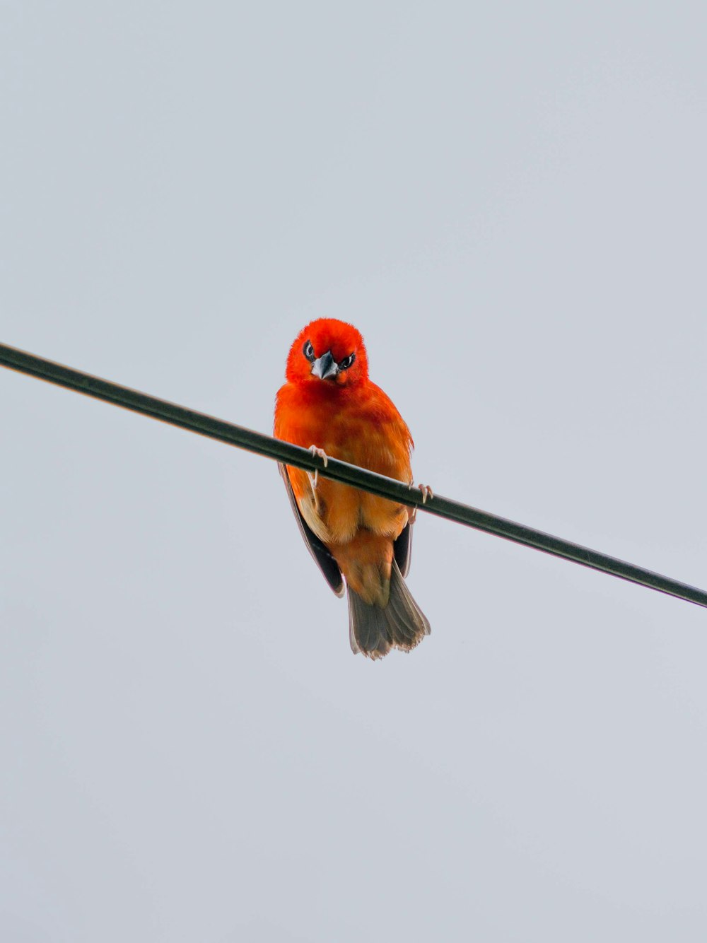 a bird on a branch