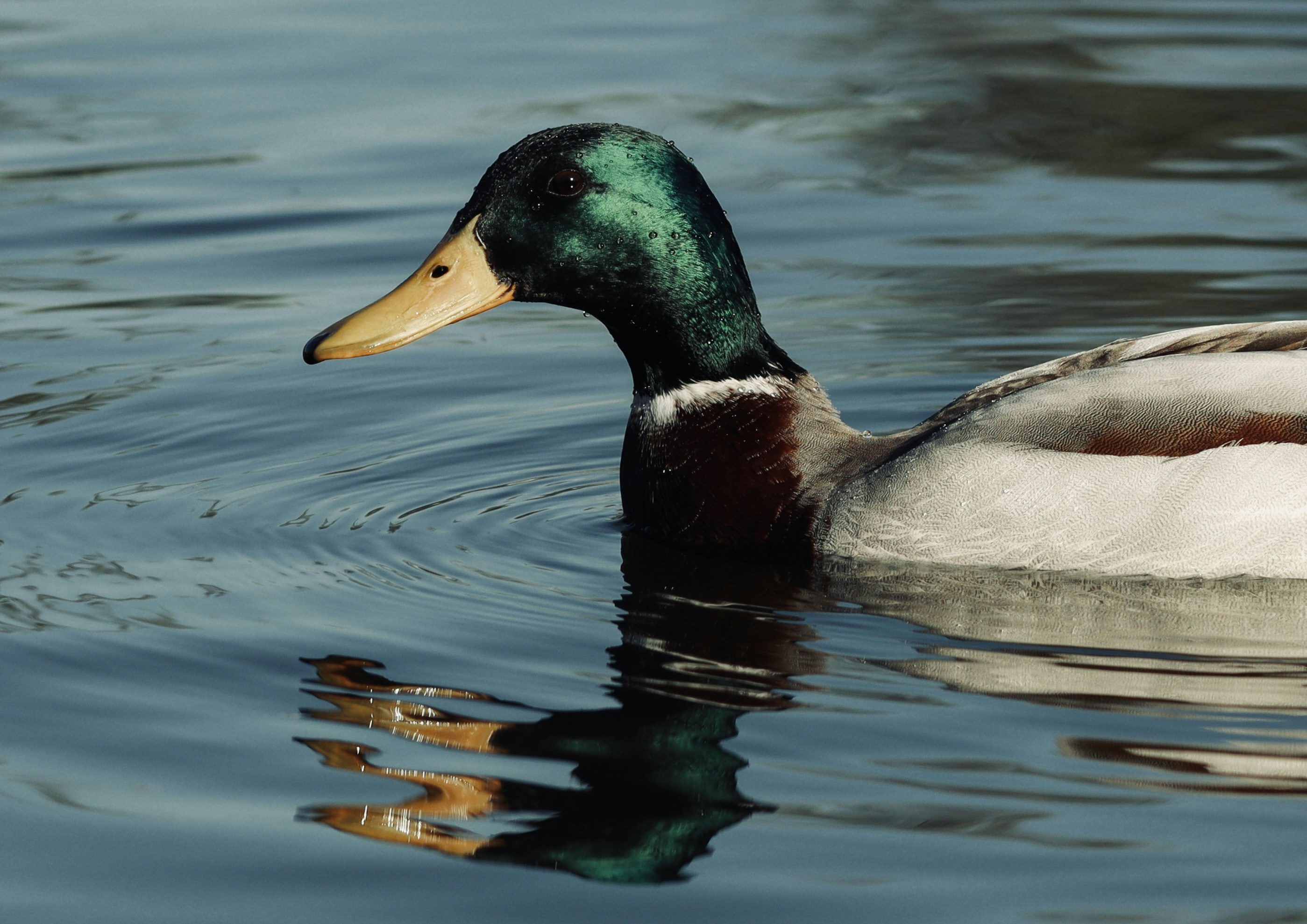 What Do Ducks Eat In The Water? (Truth REVEALED!) 2023 »