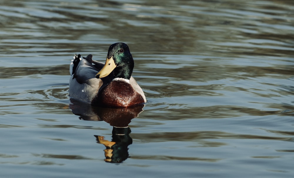 a duck swimming in water