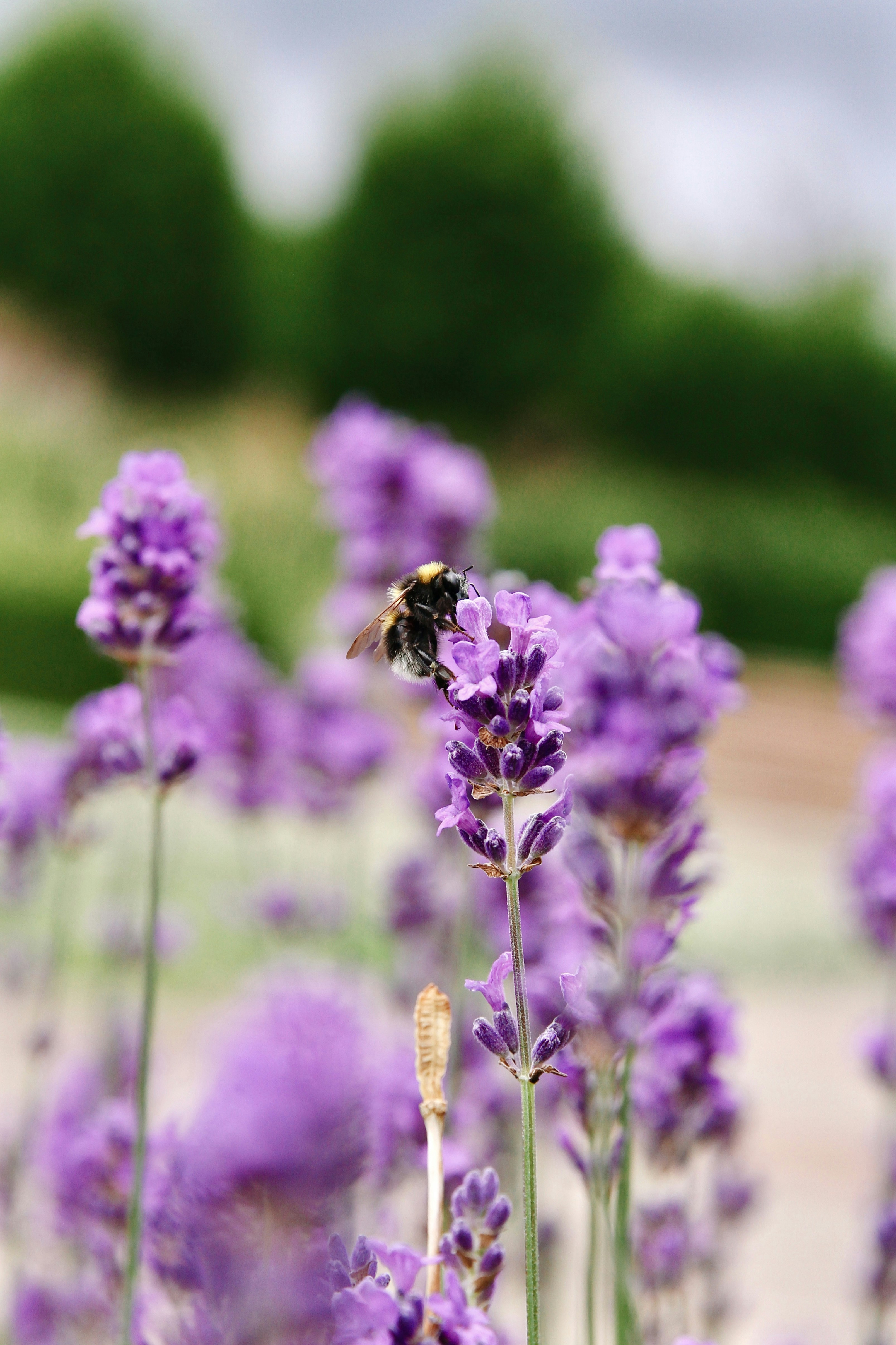 Photo by lucisummerell