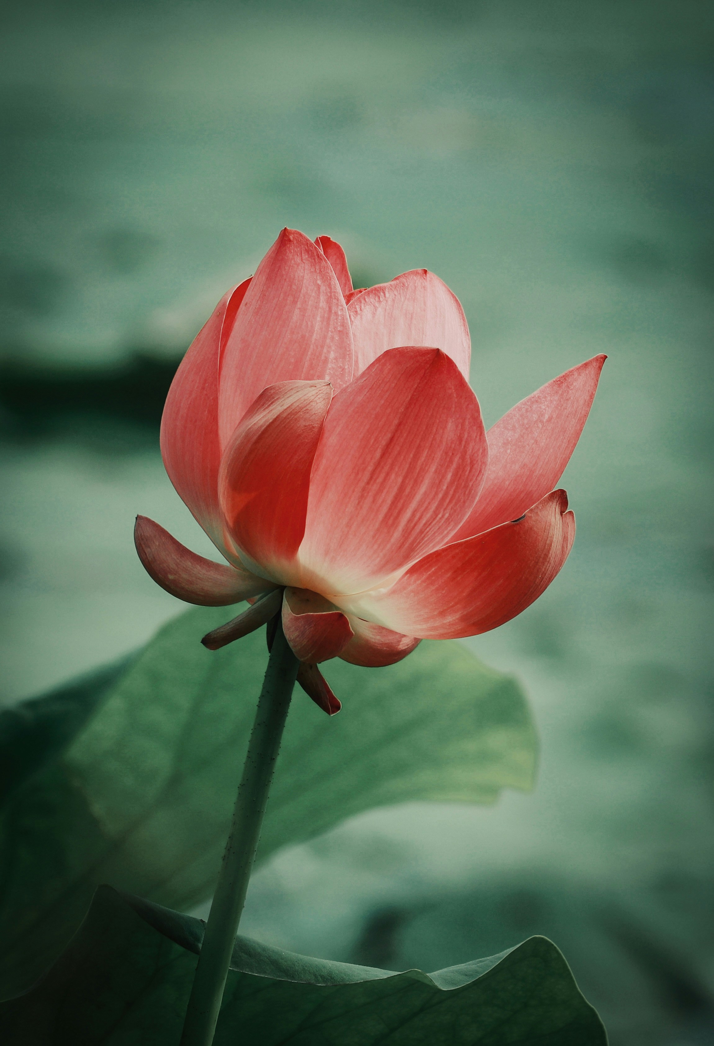 a pink flower with green leaves