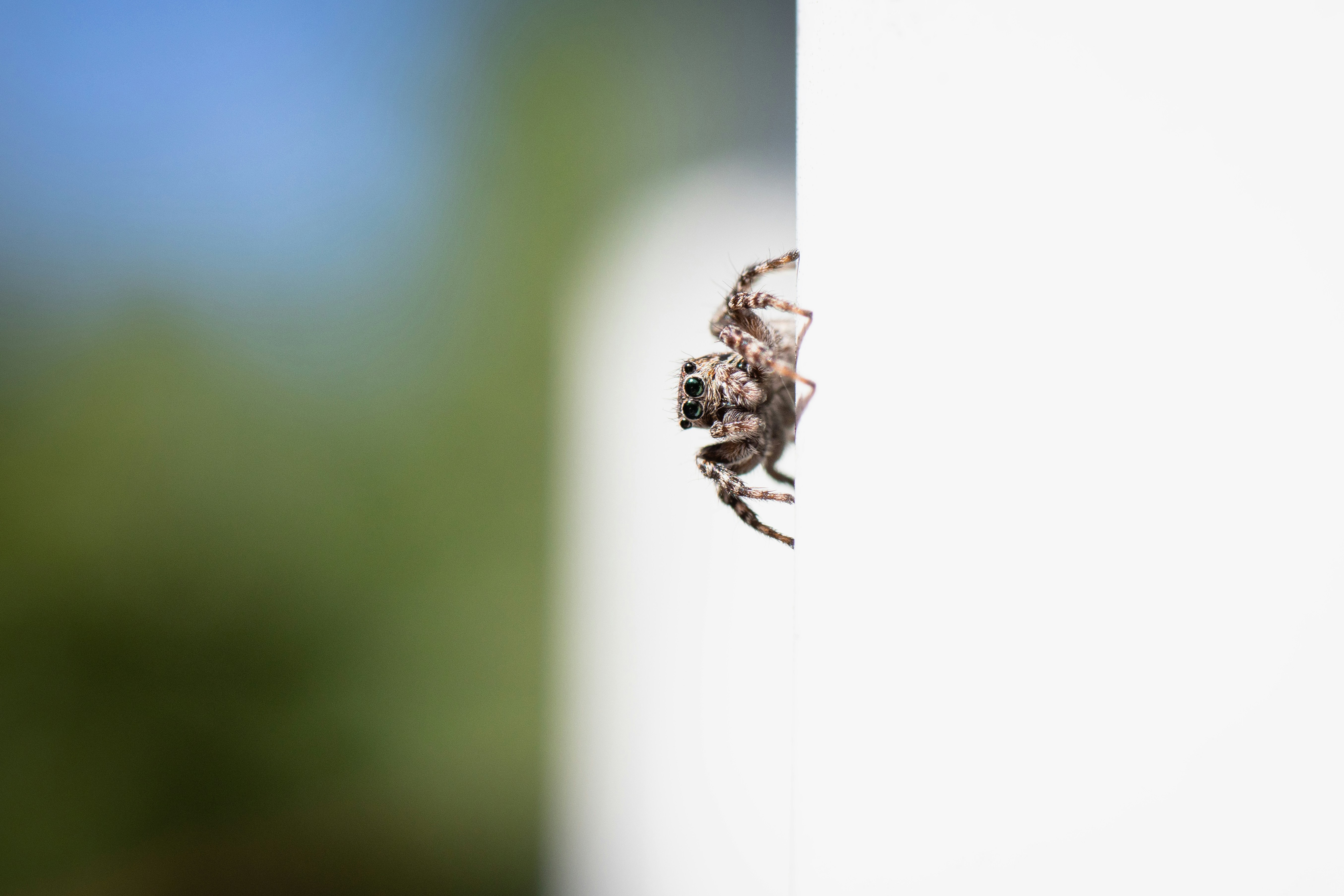 Photo by alpridephoto