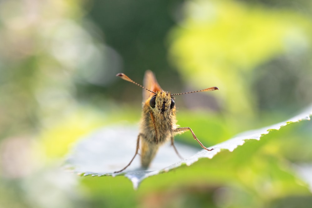 a close up of a bee