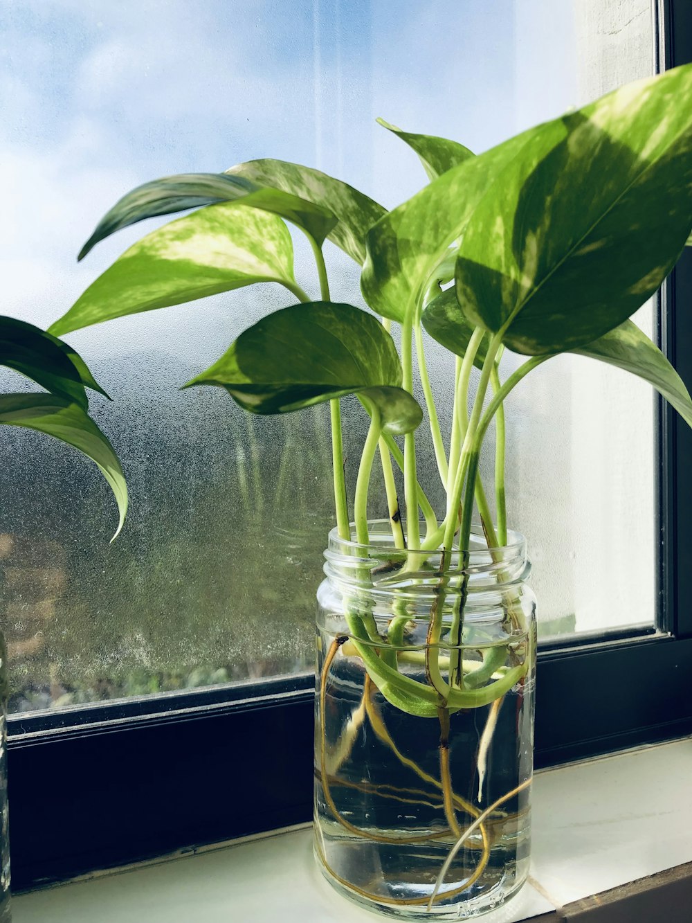 a plant in a glass vase