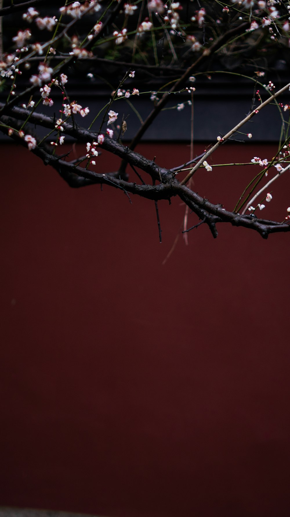 a tree with pink flowers