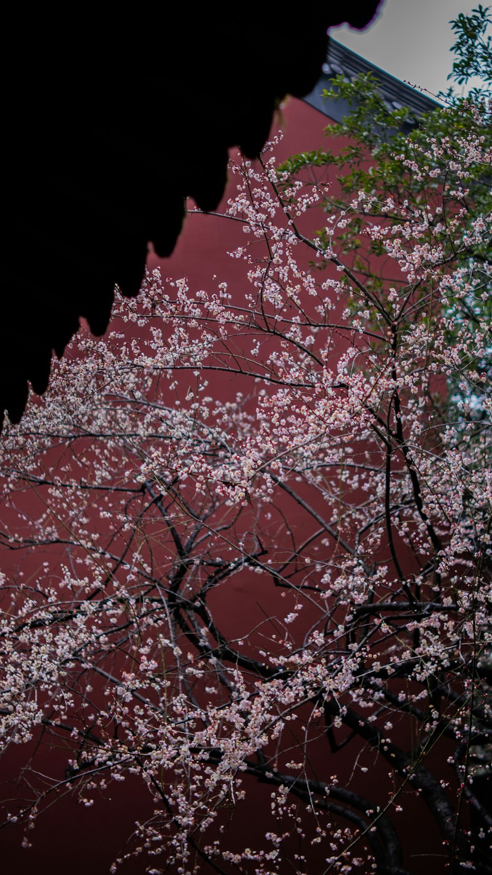 a tree with pink flowers