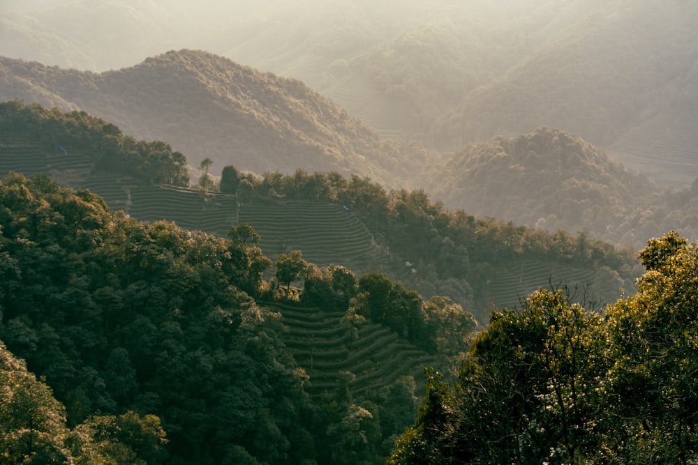 un grande paesaggio verde