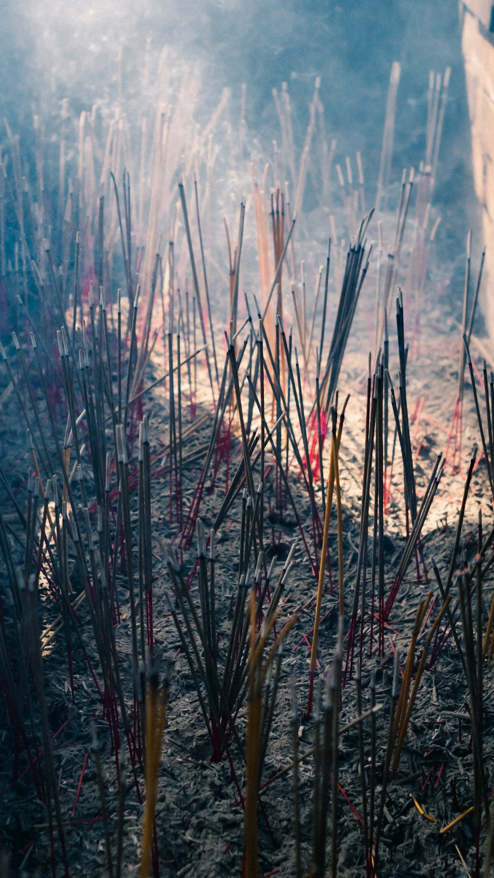 a close-up of some plants