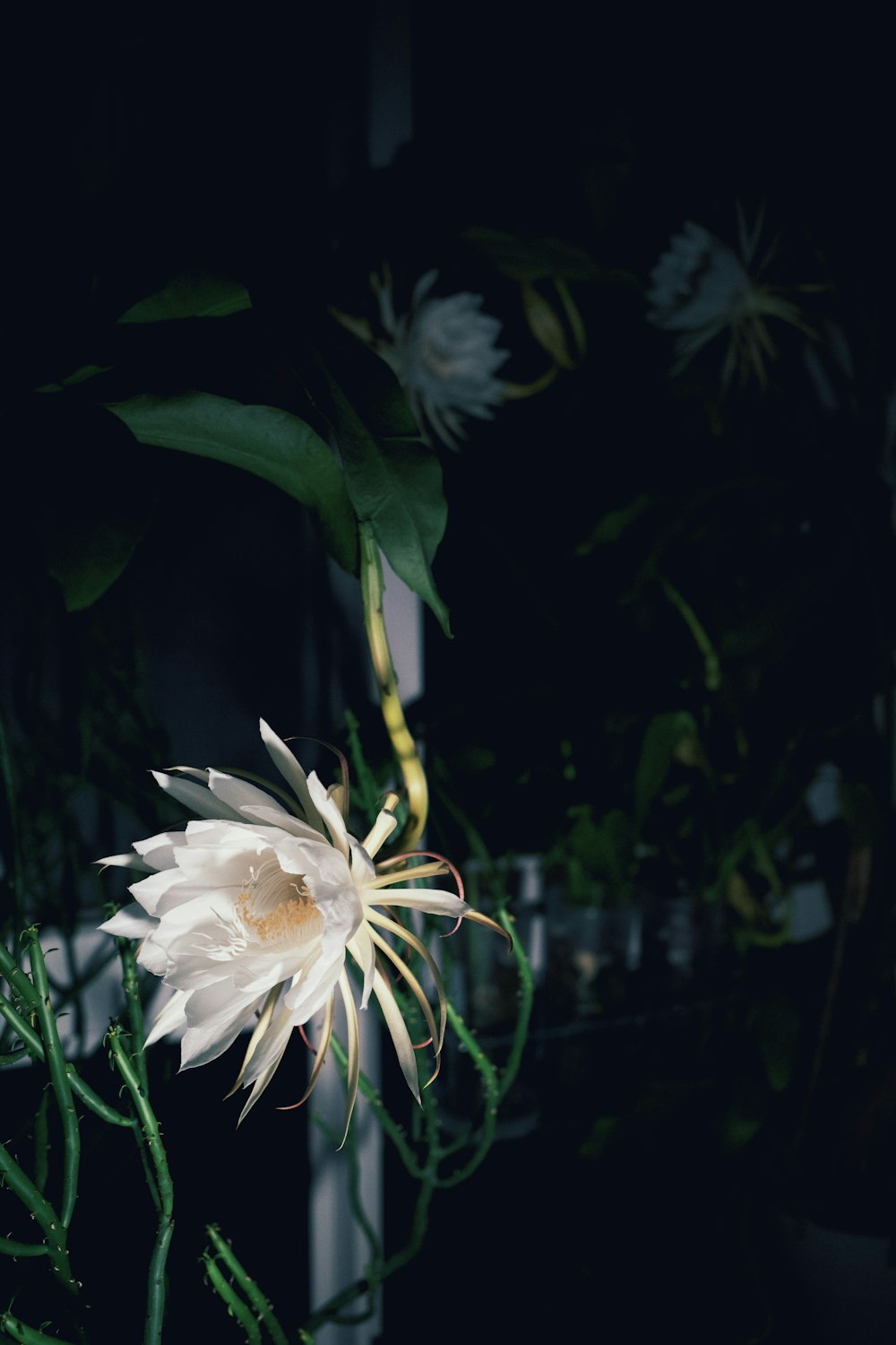 a close-up of some flowers