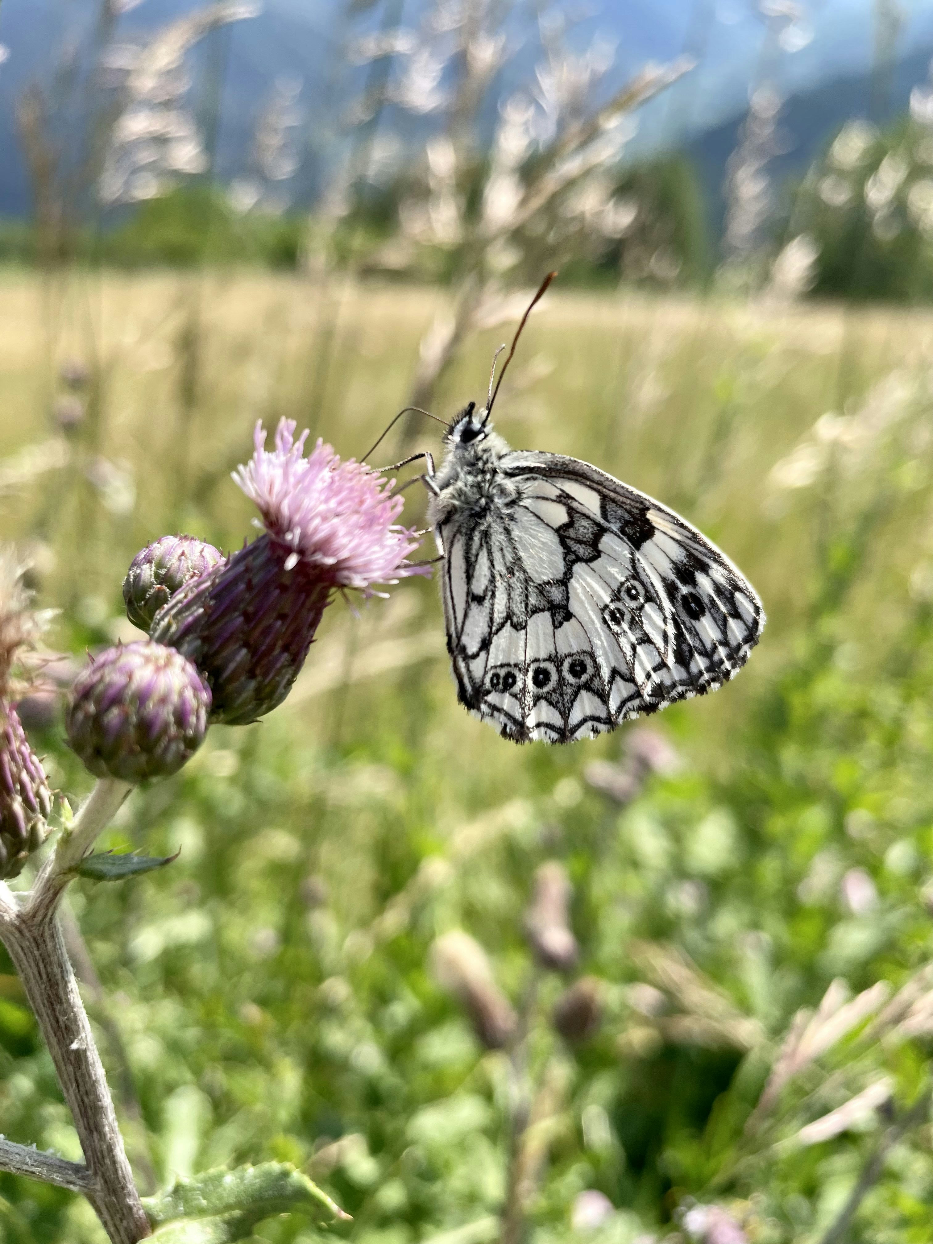 Photo by markthepark