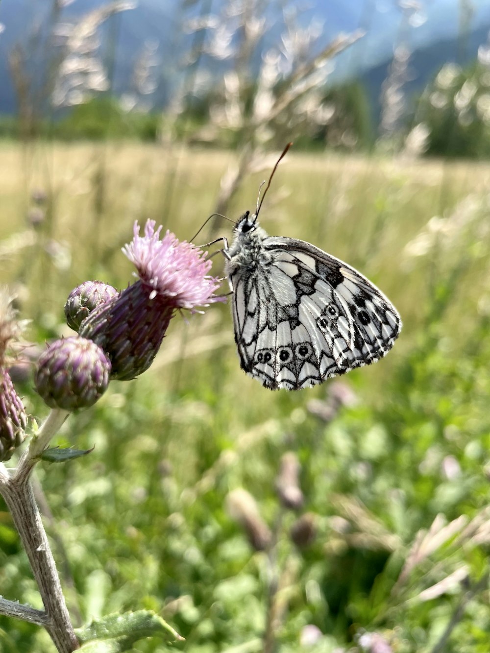 una mariposa en una flor