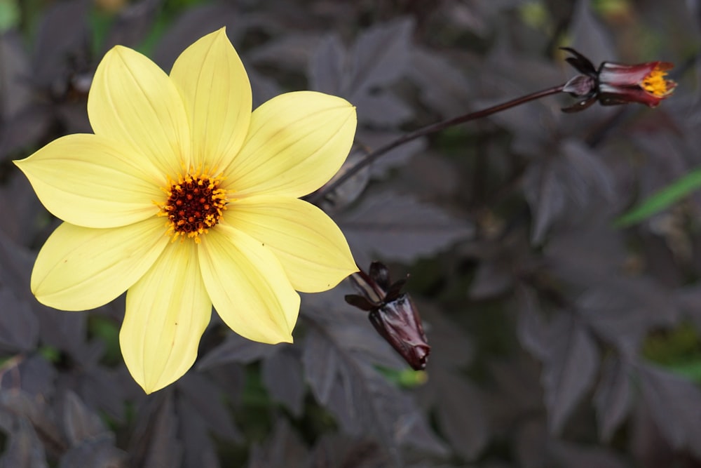 un fiore giallo su una pianta