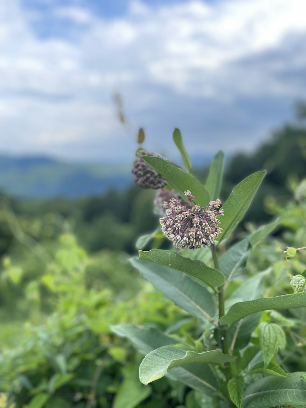 a flower on a plant