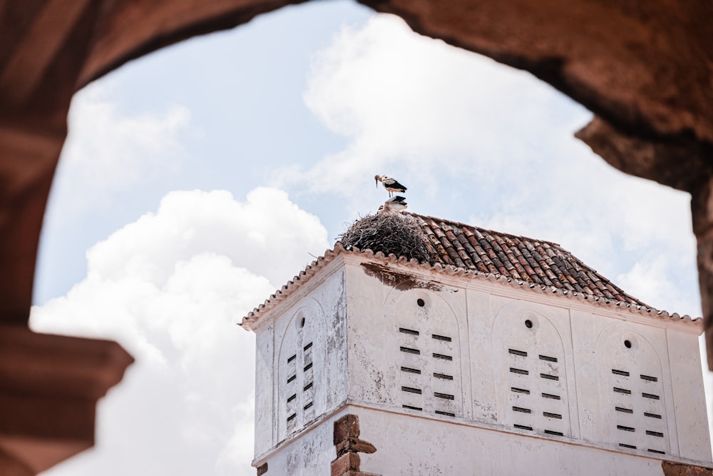 a bird on a roof