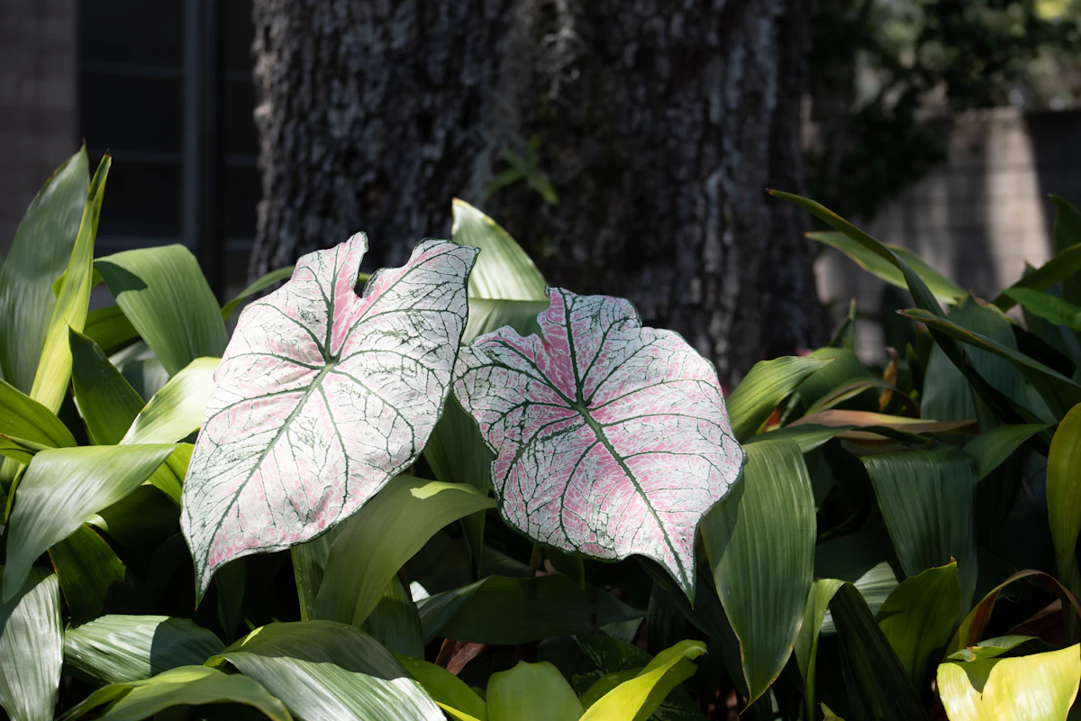 Syngonium Arrowhead Plant Care India Pink Neon Varieties