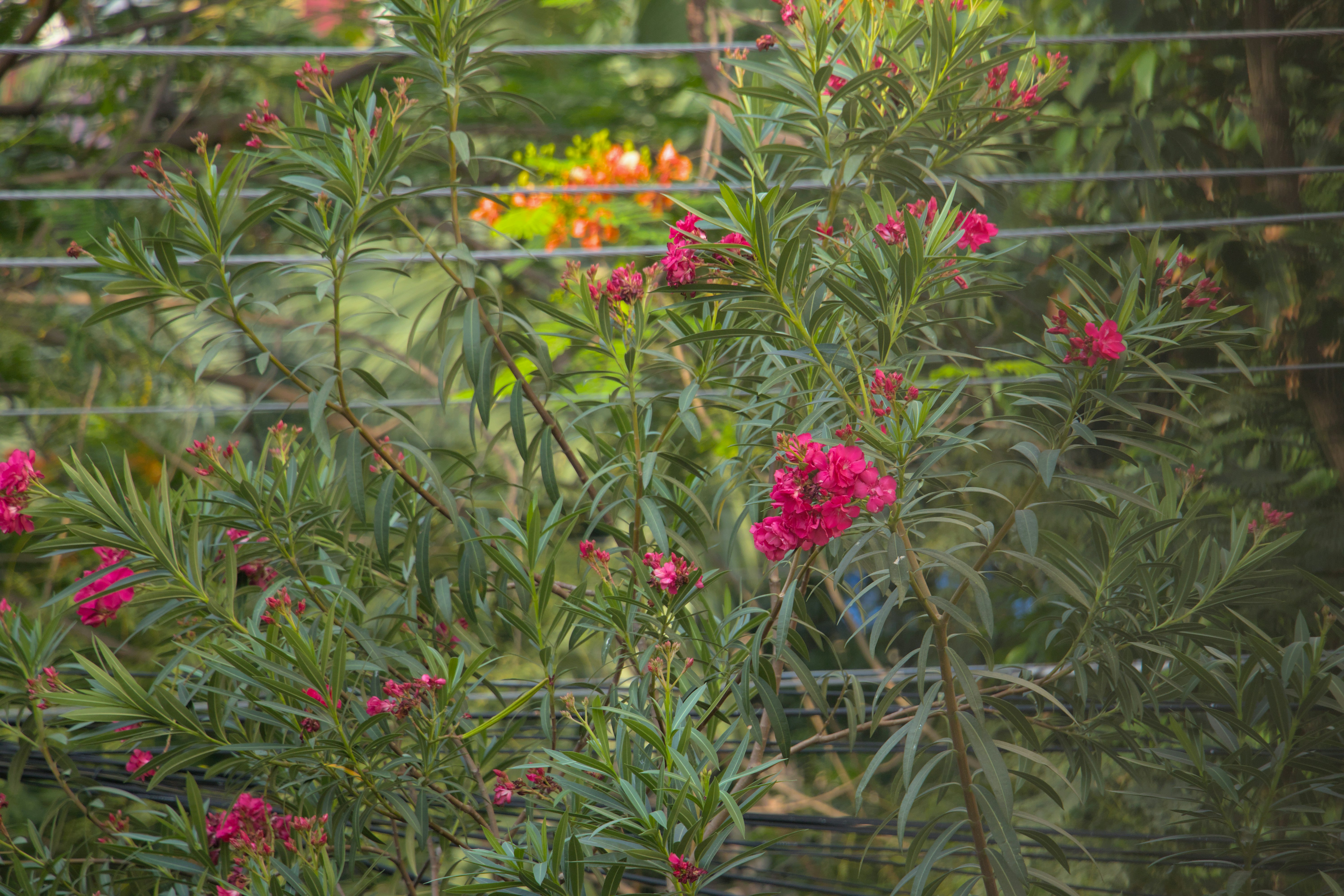 a group of flowers