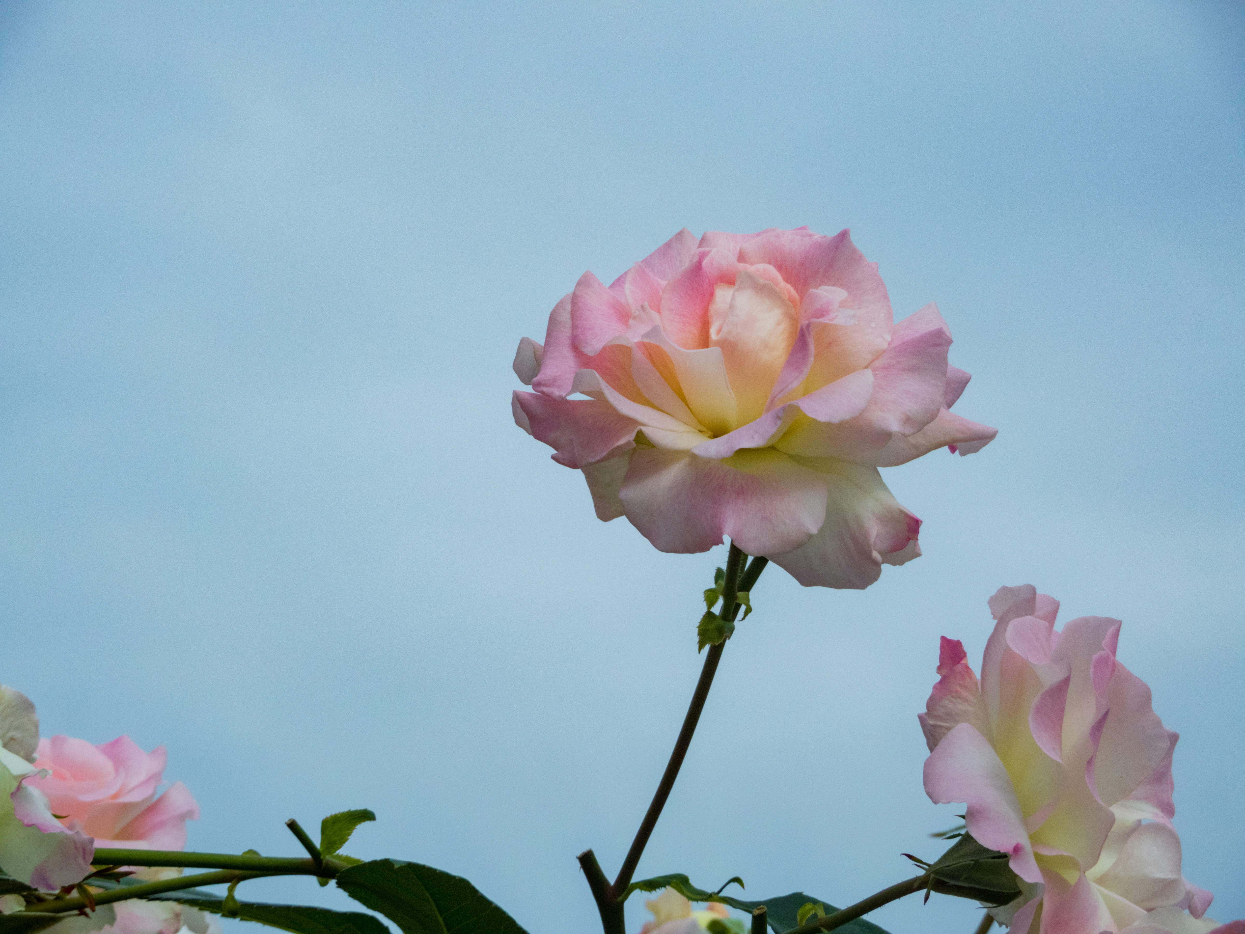 Photo by heppoko_yama