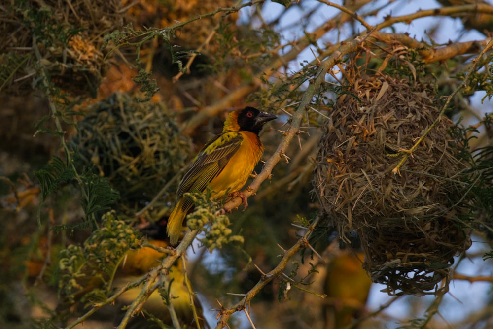 a yellow bird perched on a branch