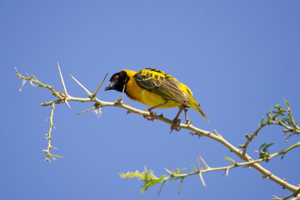 Ein gelber Vogel auf einem Ast