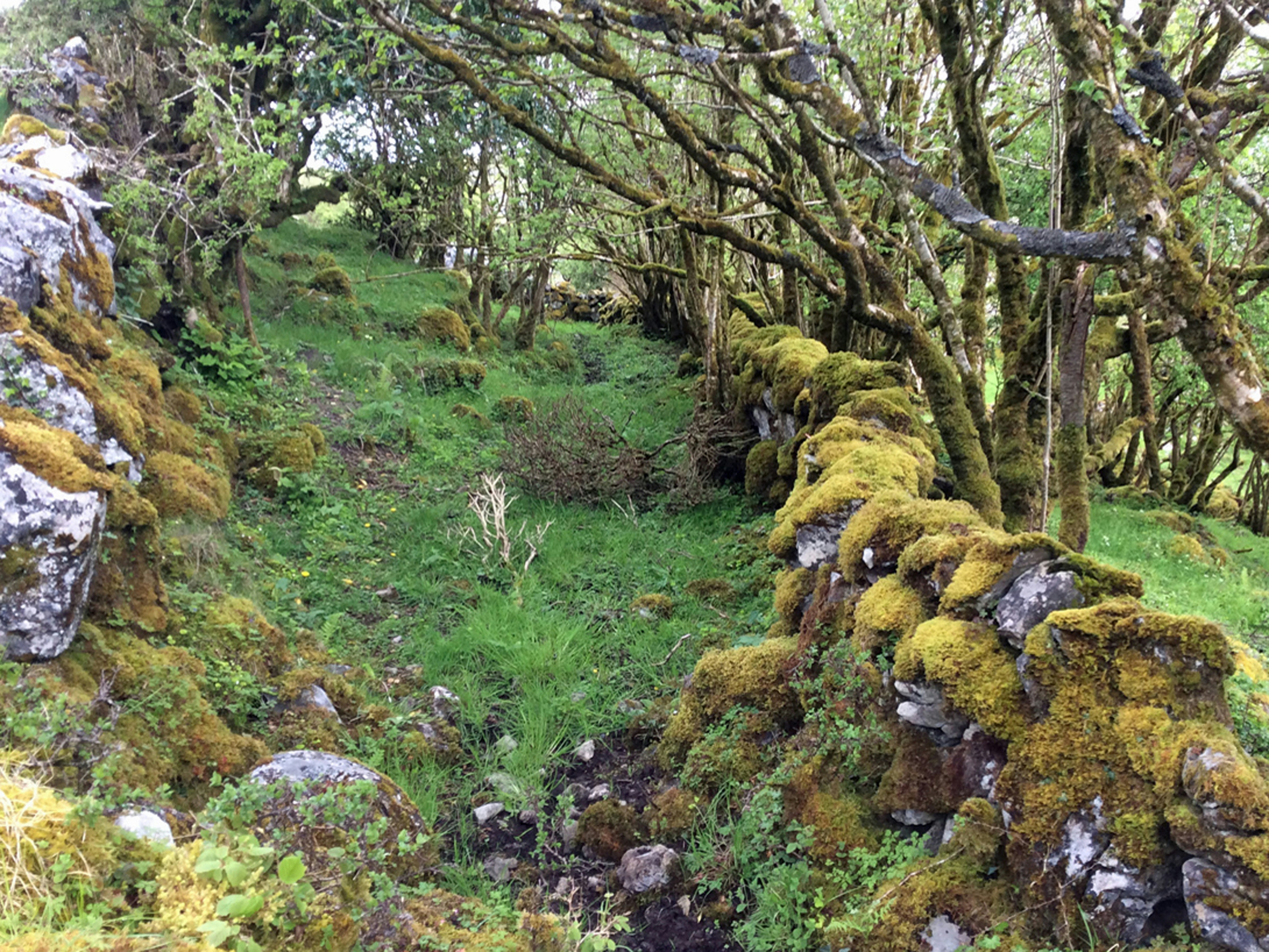 Une zone rocheuse avec des arbres et des plantes photo – Image gratuite ...