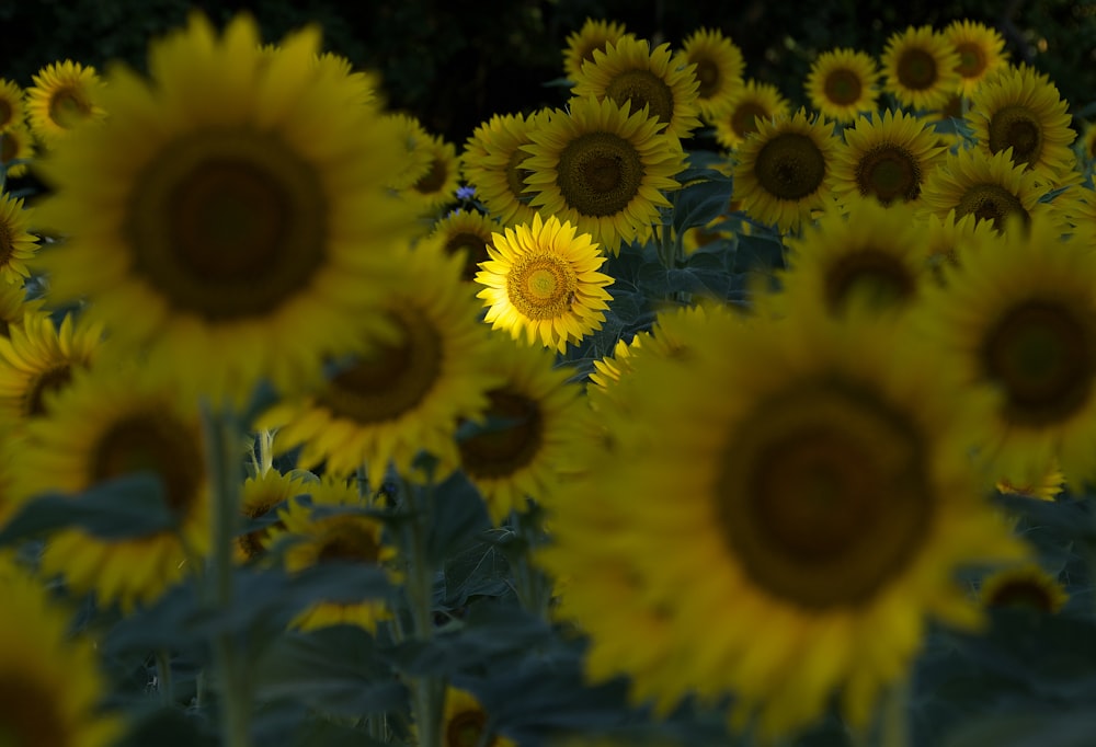 a group of sunflowers