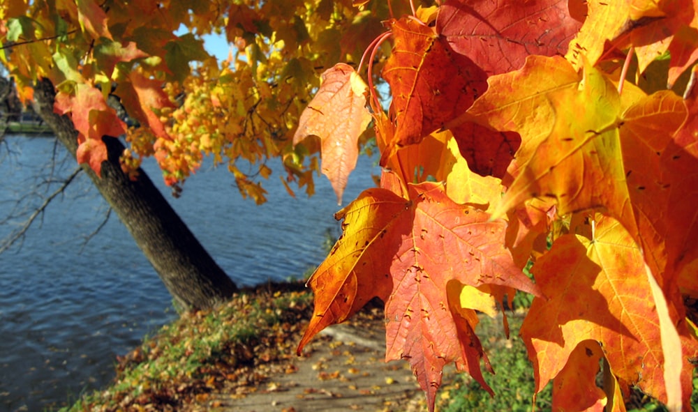 a group of colorful leaves