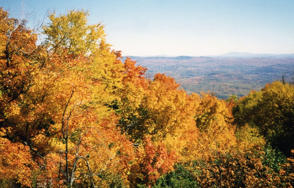a view of the tops of trees and hills
