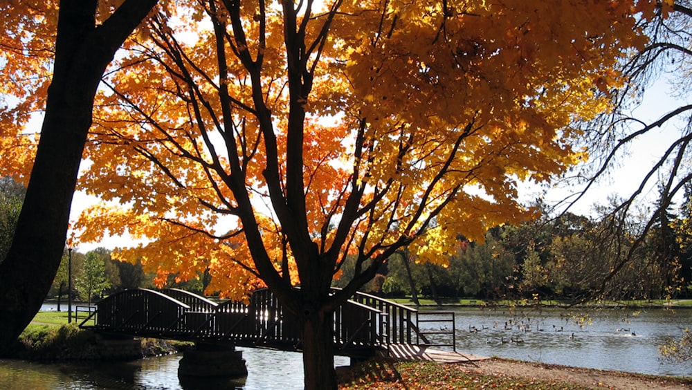 a bridge over a river with trees on either side of it