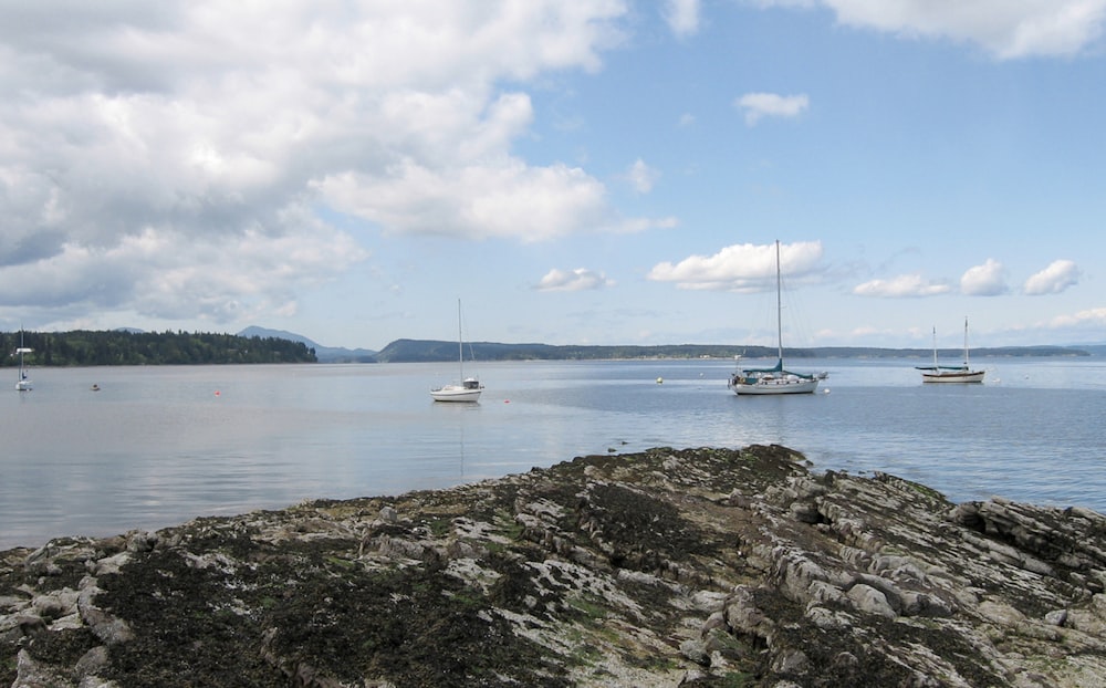 boats on the water