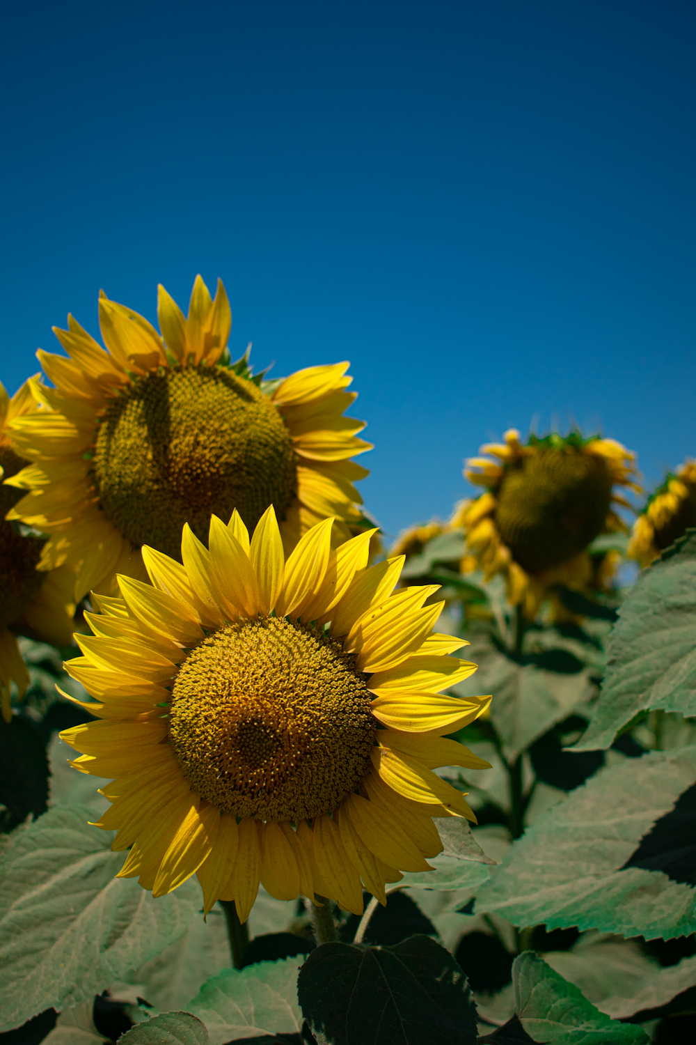 a group of sunflowers