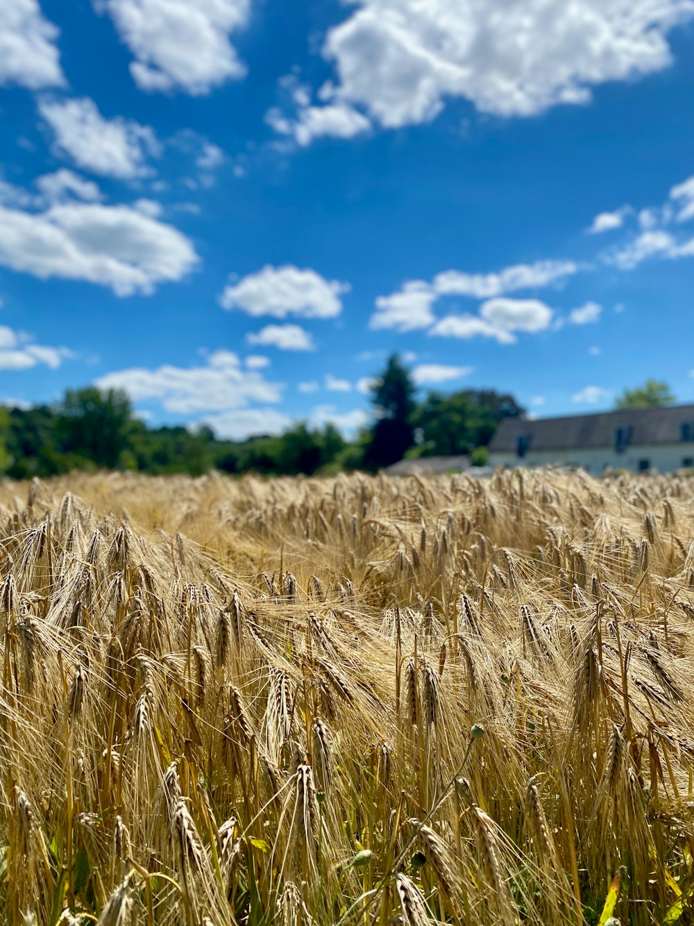 a field of wheat with a building in the background