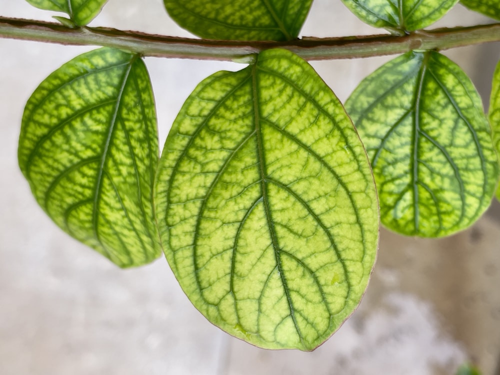 a close up of a leaf