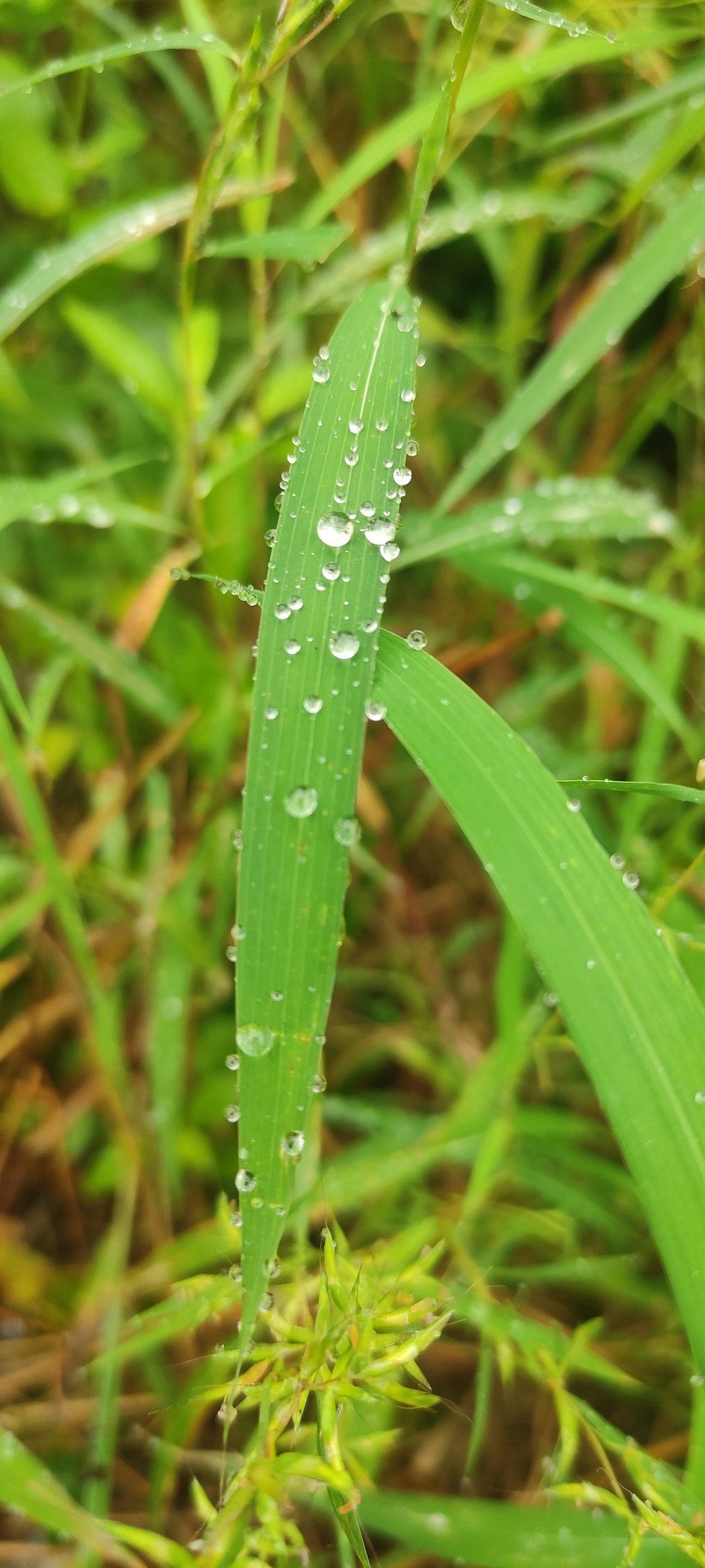 a close up of a green plant