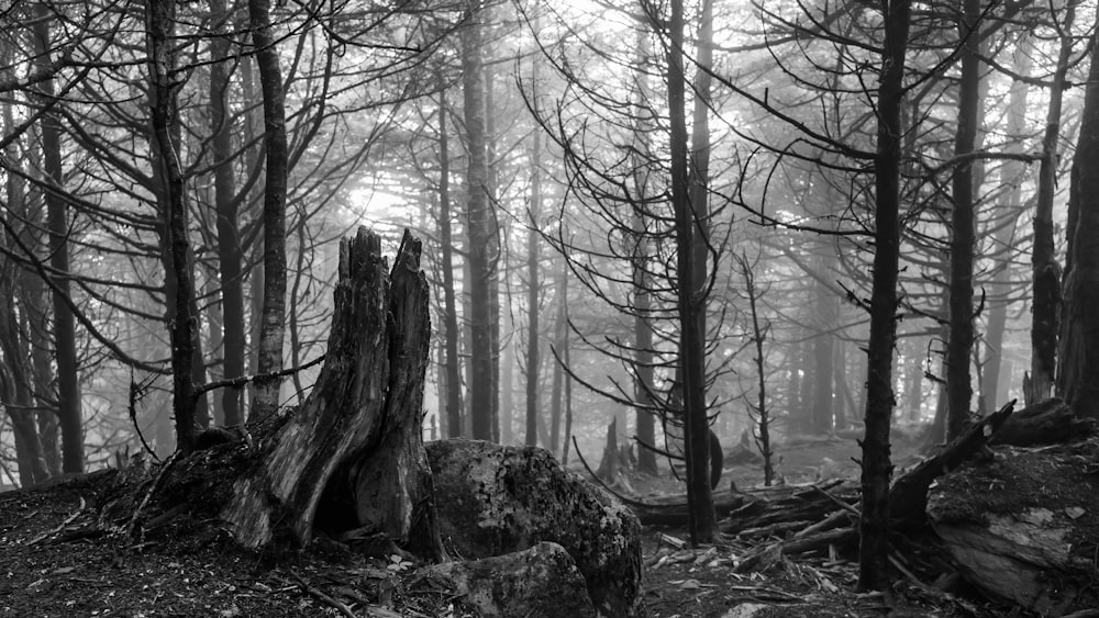 a black and white photo of a forest with trees