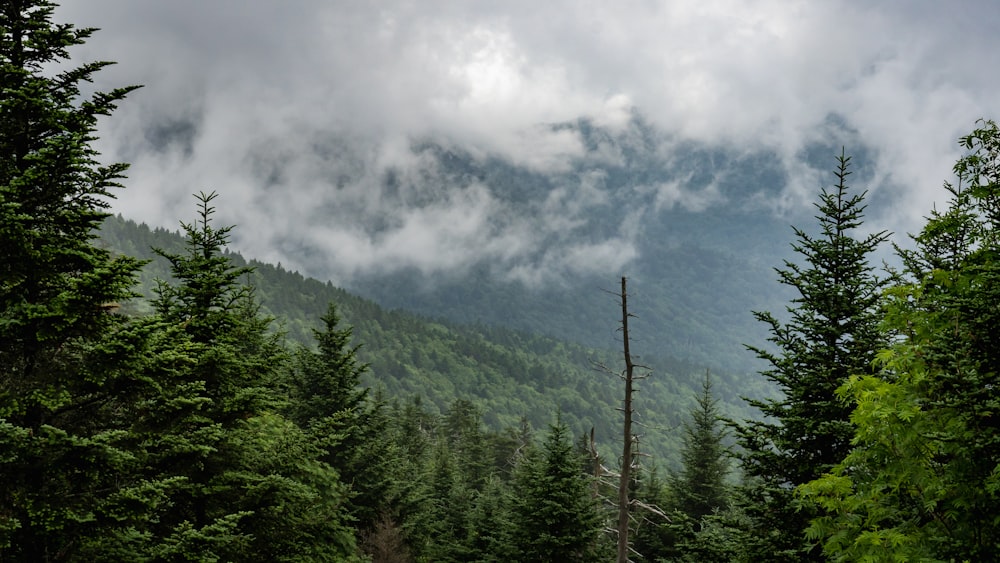 a forest of trees