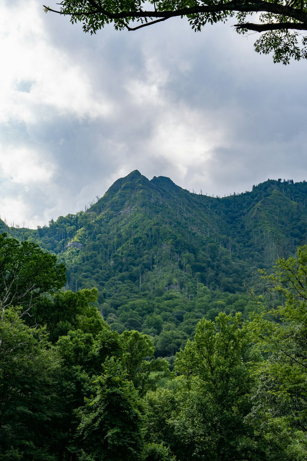 a mountain with trees below