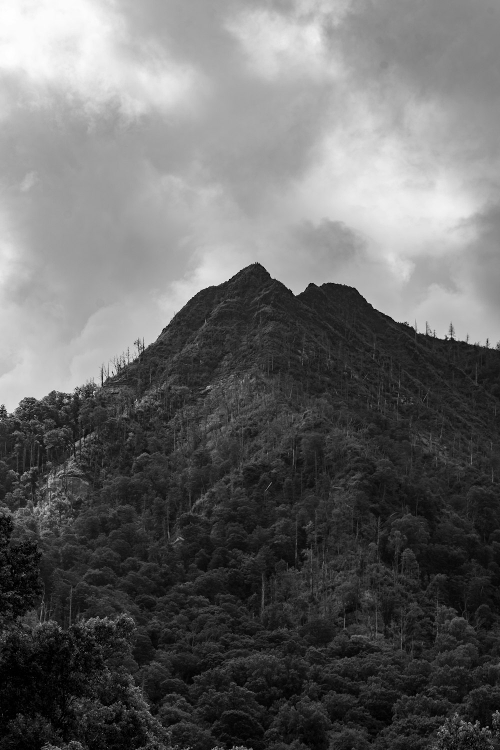 a mountain with trees on it