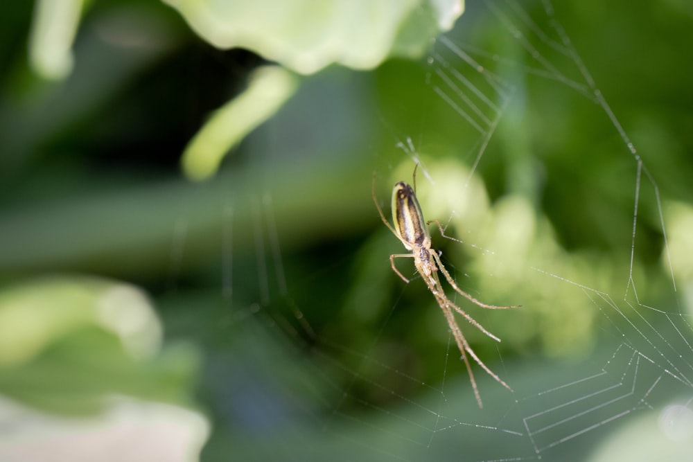 a spider on a web