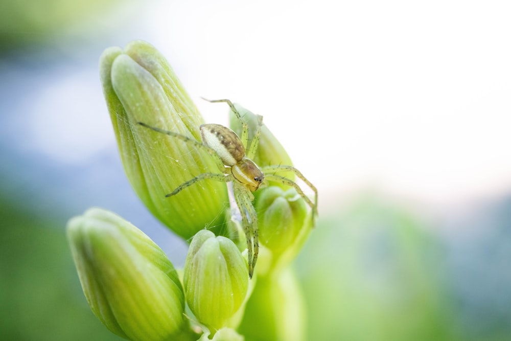 a bug on a flower