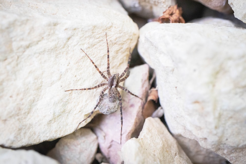 a spider on a rock