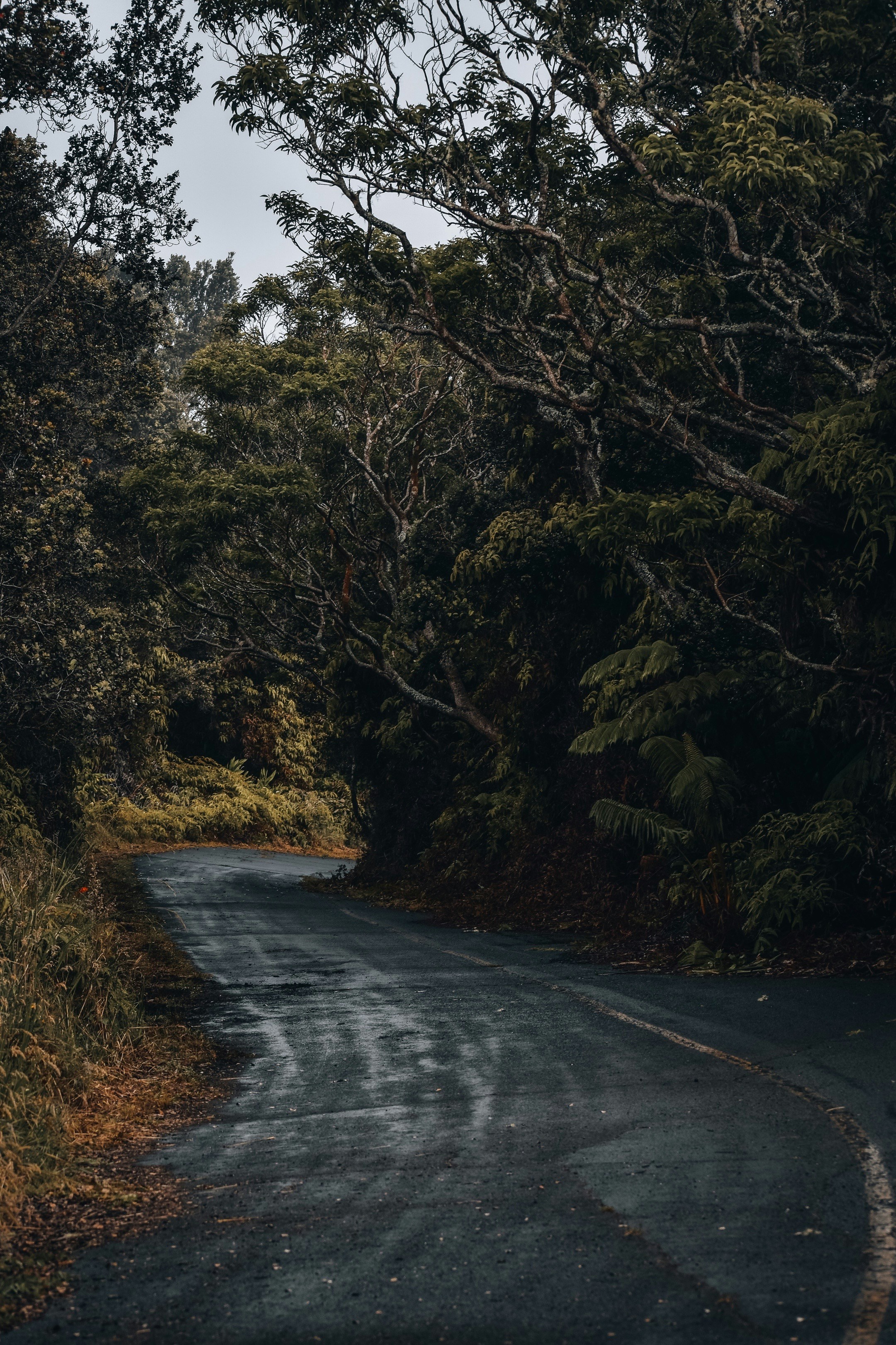 una strada alberata sul lato