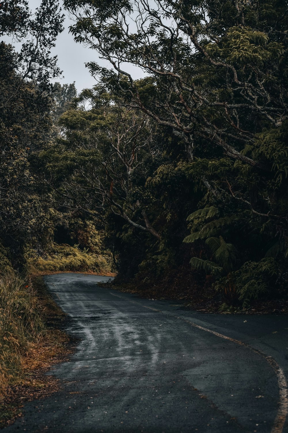 a road with trees on the side