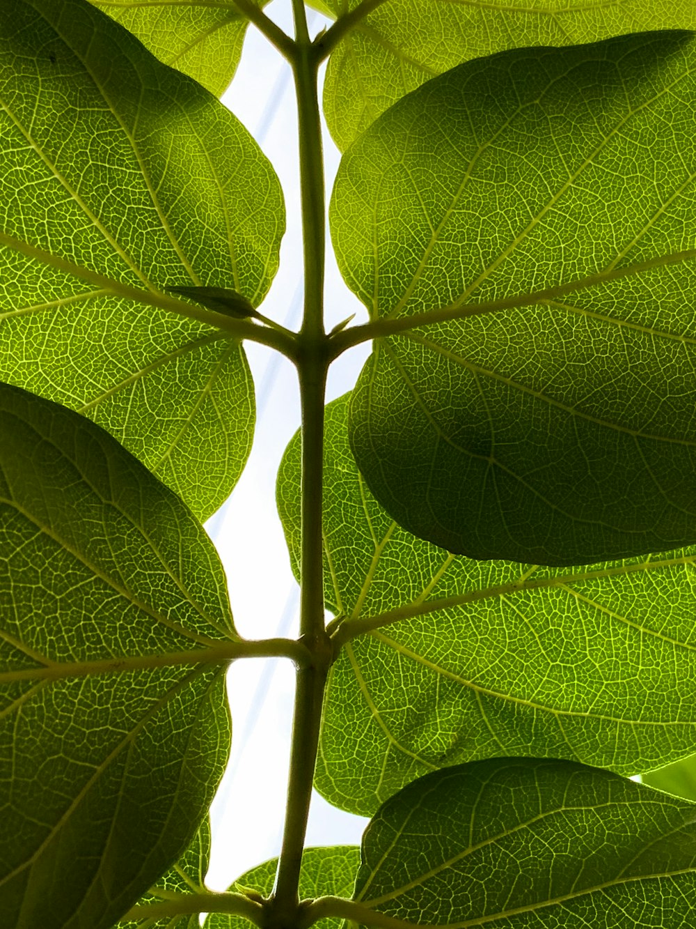 a close-up of a leaf