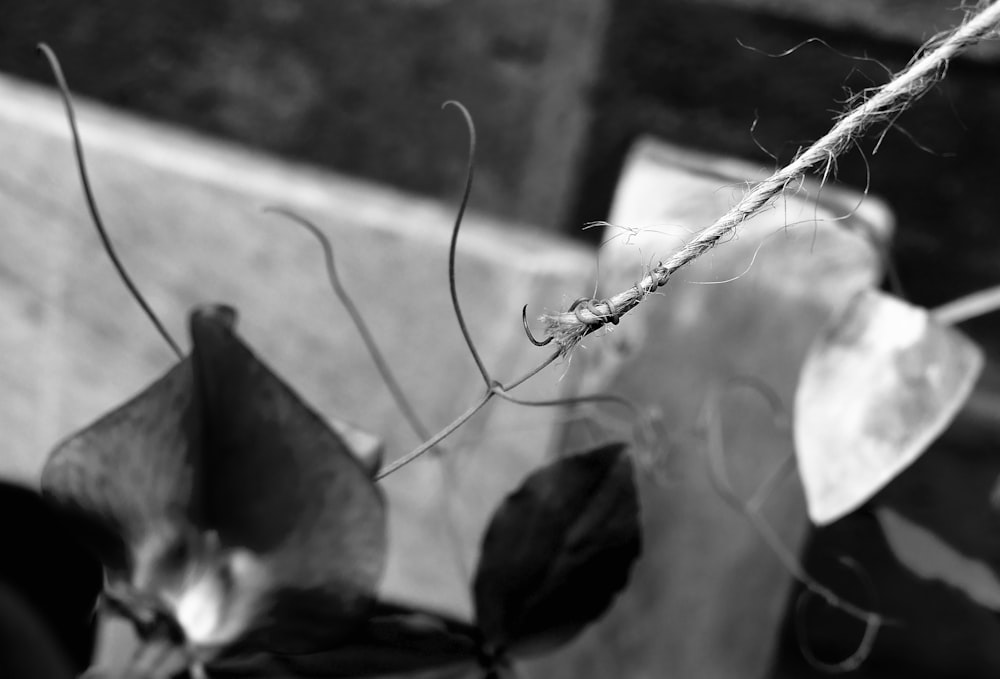 a close-up of a leaf