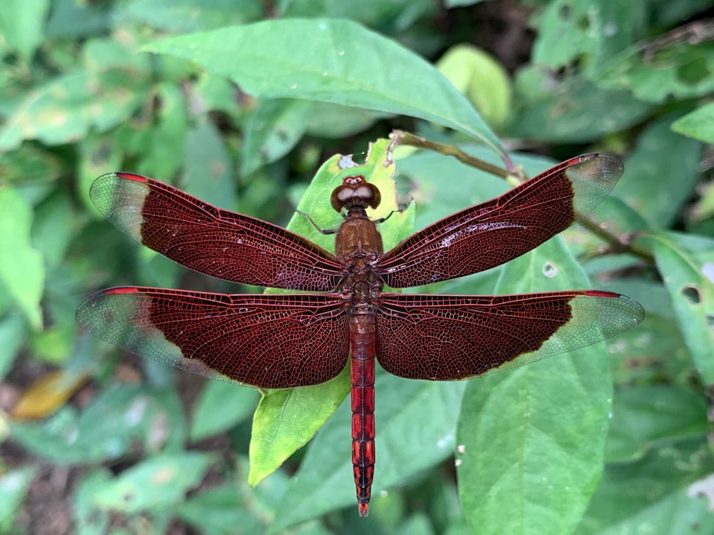 a dragonfly on a leaf