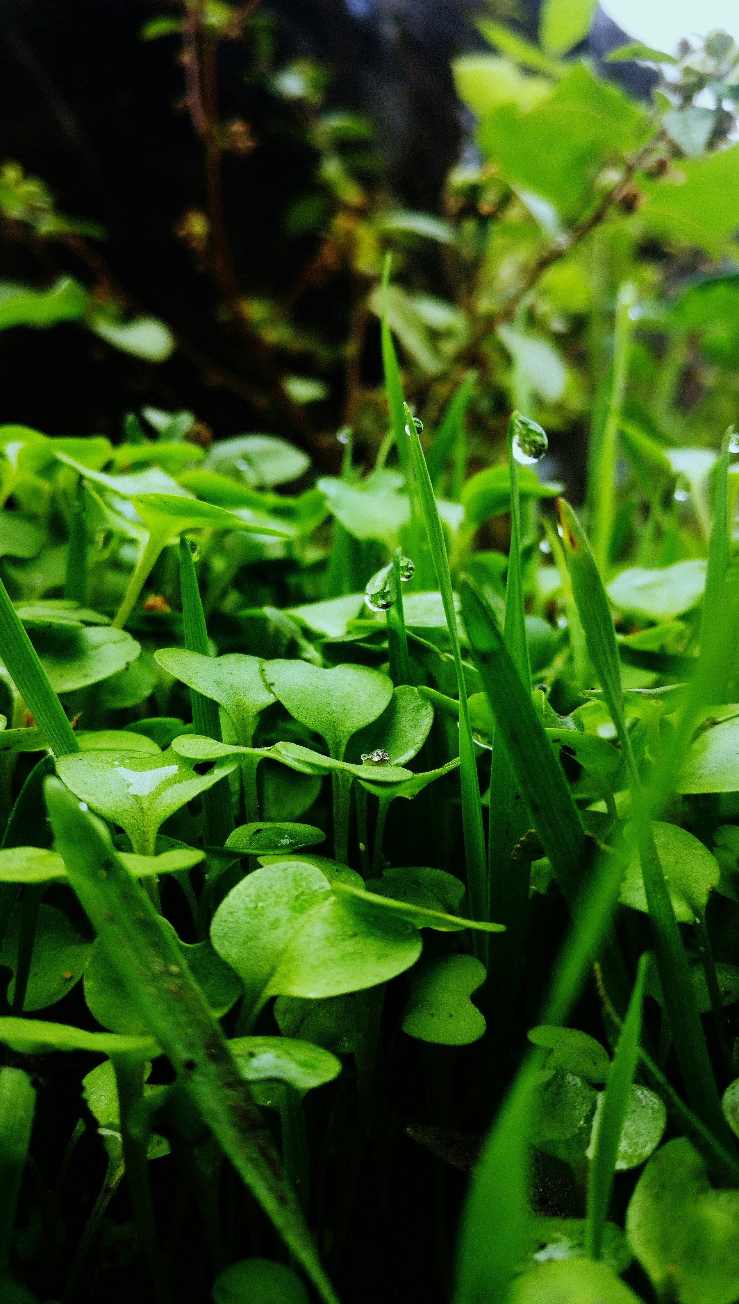 Nahaufnahme einiger Blätter