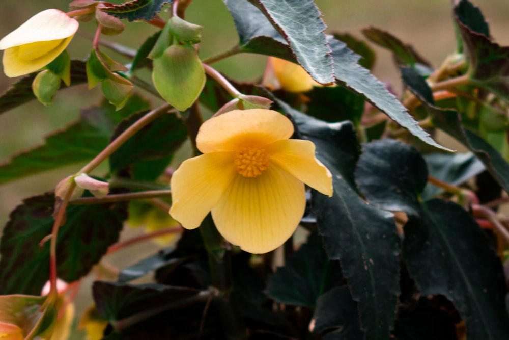 a yellow flower on a plant